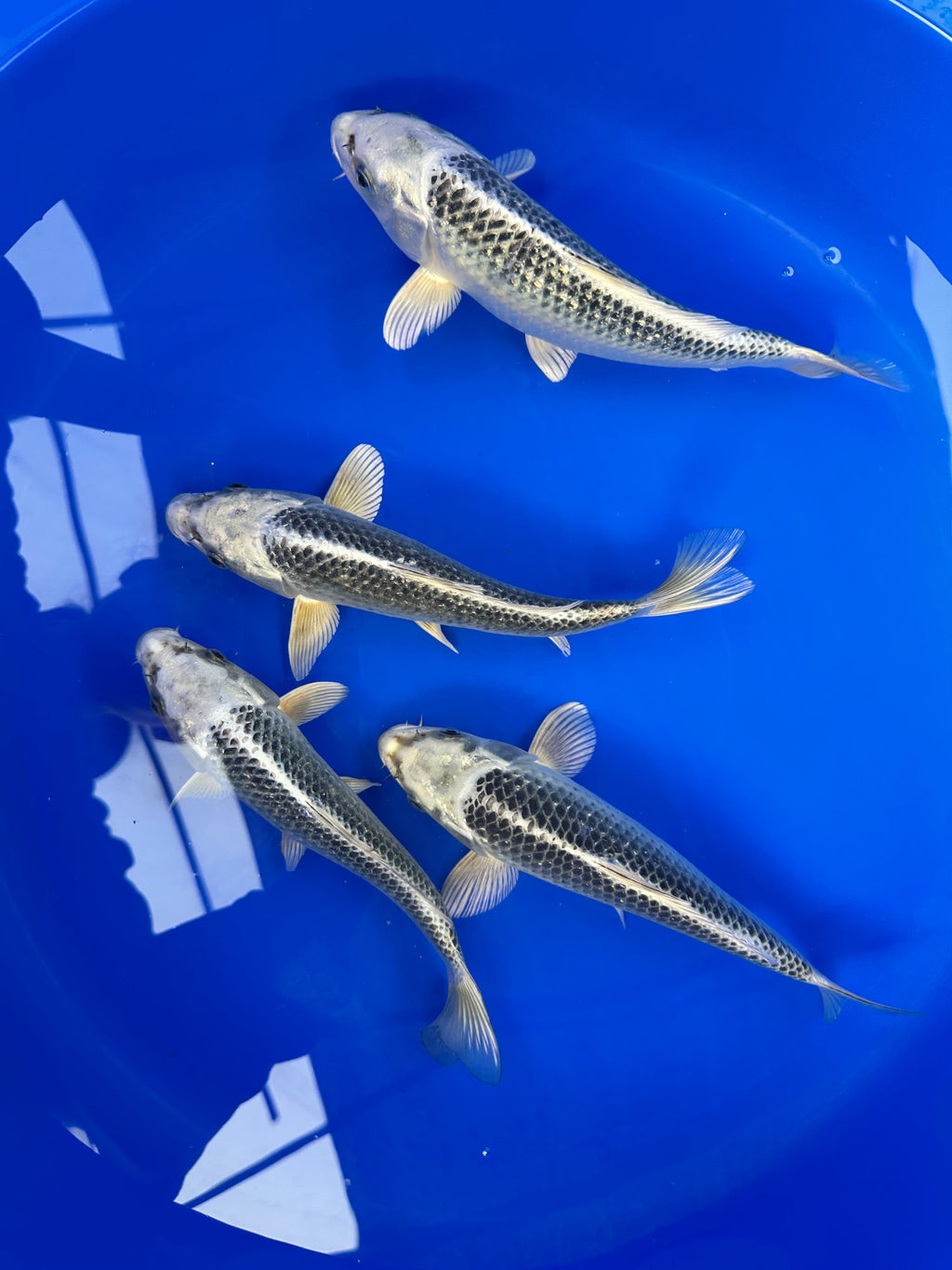 Aka and Gin Matsuba Mix - S25HMM