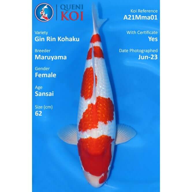 Gin Rin Kohaku female koi A21Mma01 – 62cm Sansai
