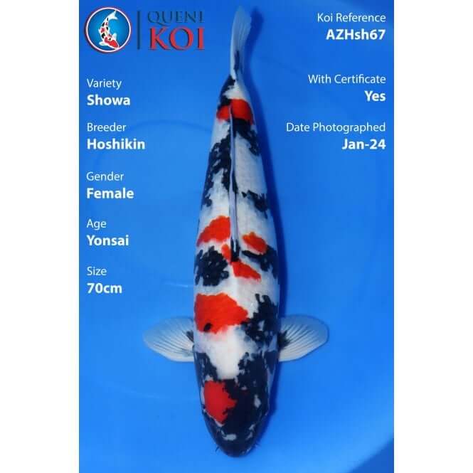 Showa Koi female AZHsh67 – 70cm Yonsai Hoshikin