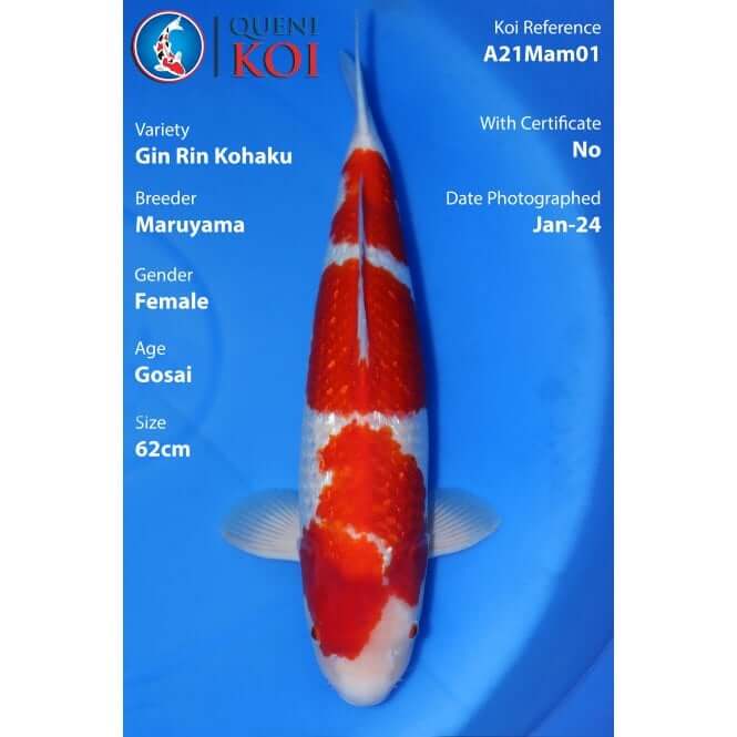 Gin Rin Kohaku A21Mam01 – female Gosai koi 62cm Maruyama