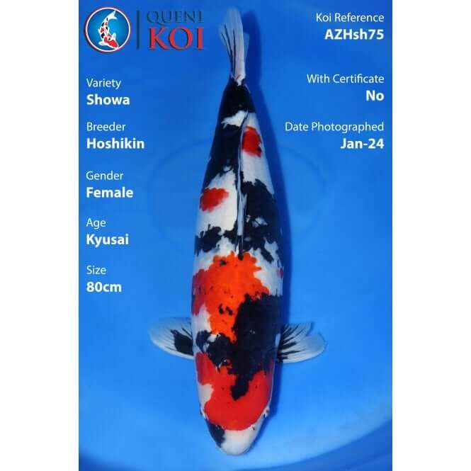 Showa Koi female Kyusai 80cm Hoshikin AZHsh75