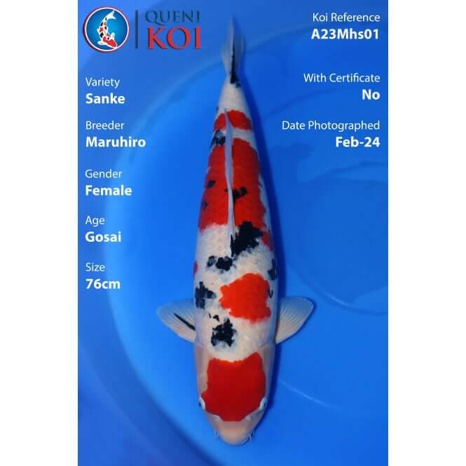 Sanke Koi female Gosai 76cm Maruhiro A23Mhs01