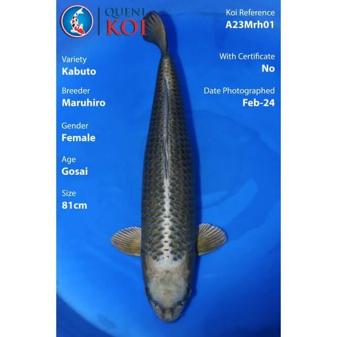 Close-up of Kabuto Koi A23Mrh01 scales and fins