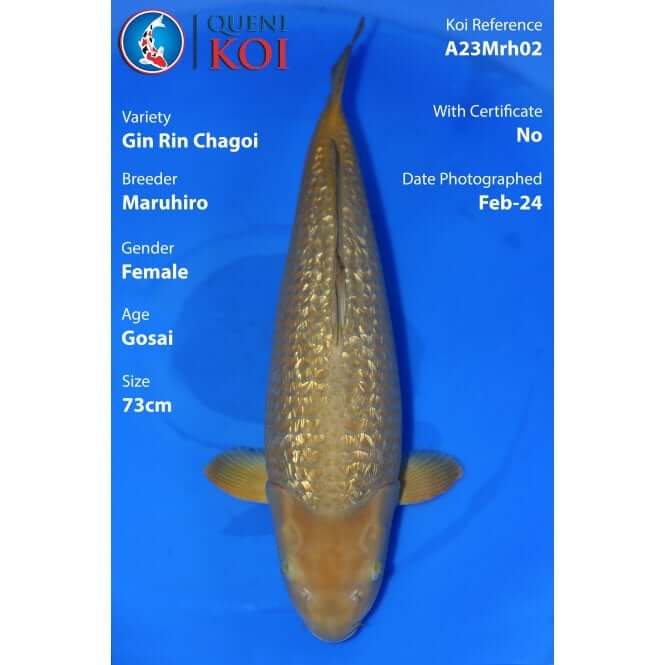 Gin Rin Chagoi Koi A23Mrh02 full body view by Maruhiro breeder