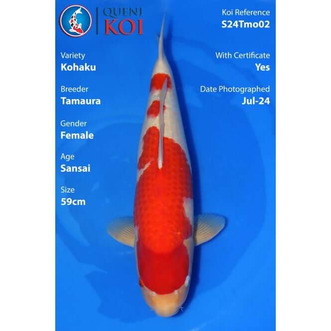 Kohaku Koi female Sansai 59cm Tamaura S24Tmo02