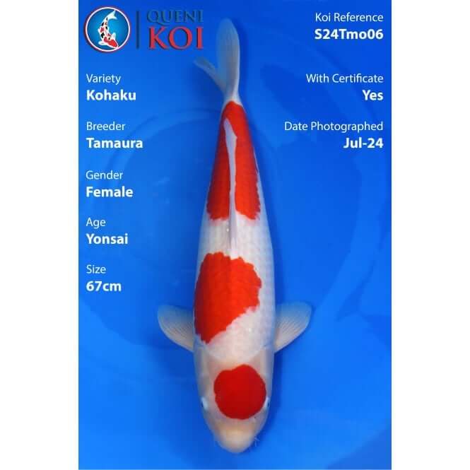 Female Kohaku Koi 67cm Tamaura S24Tmo06 top view