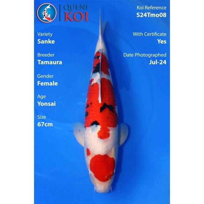 Sanke Koi female Yonsai 67cm Tamaura S24Tmo08