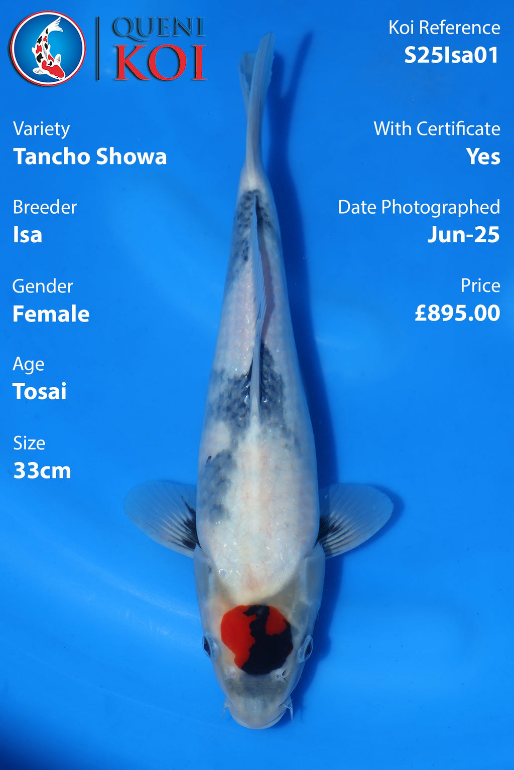 Tancho Showa - S25Isa01