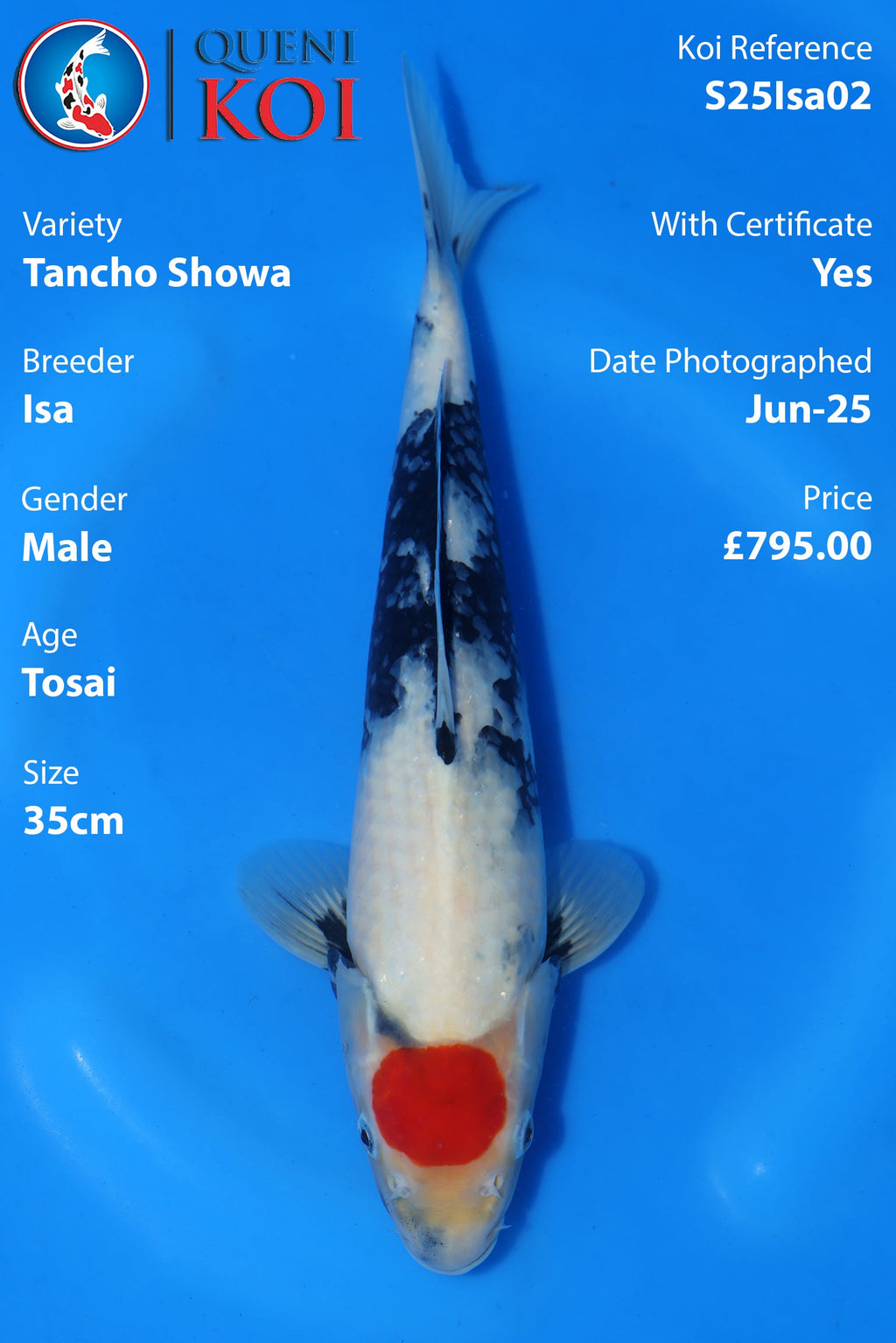 Tancho Showa - S25Isa02