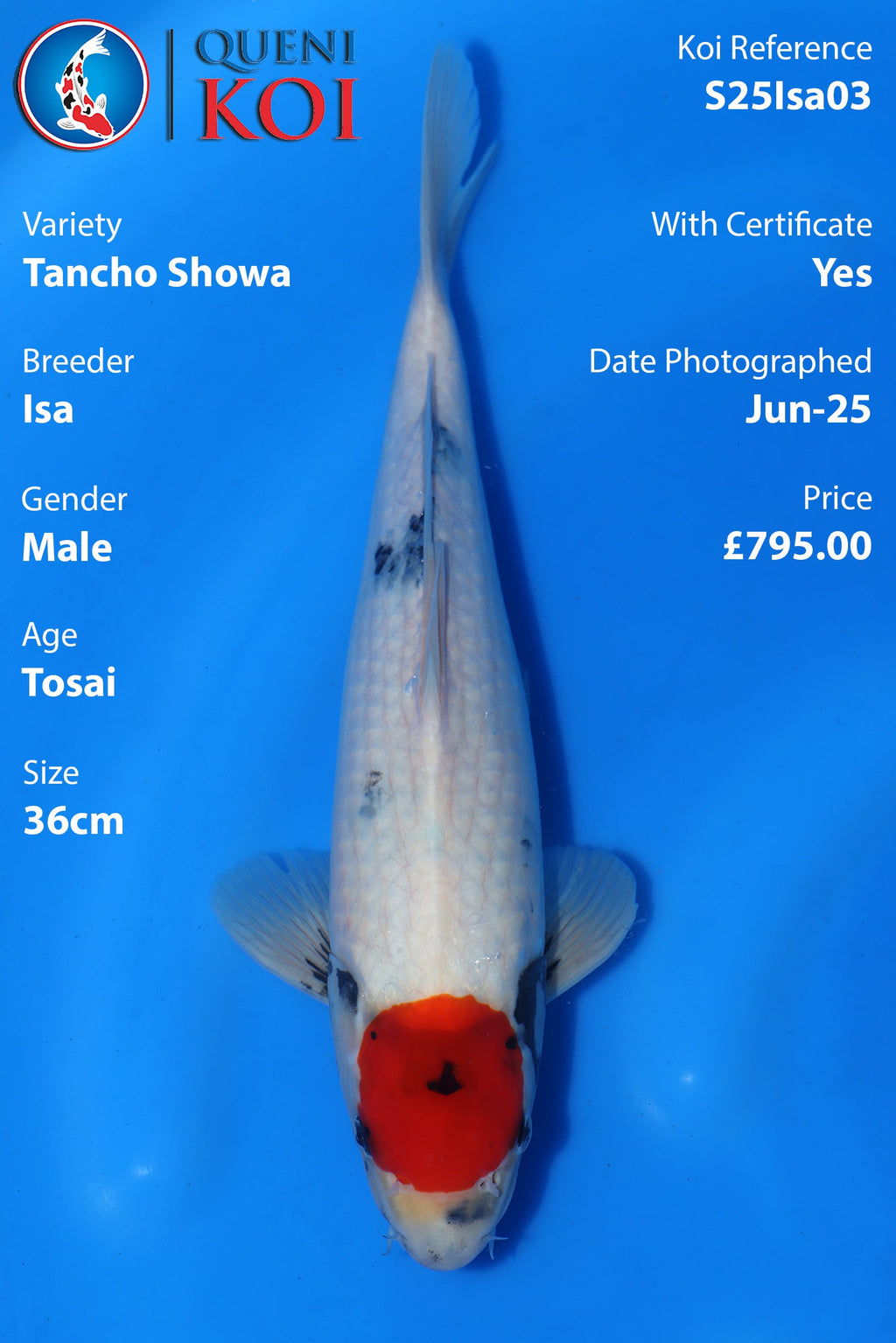 Tancho Showa - S25Isa03