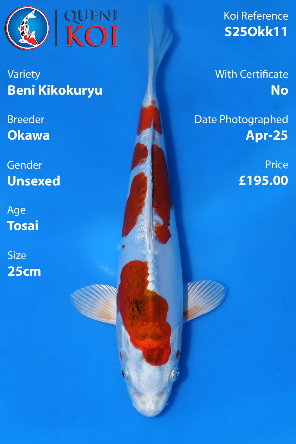 Beni Kikokuryu - S25Okk11