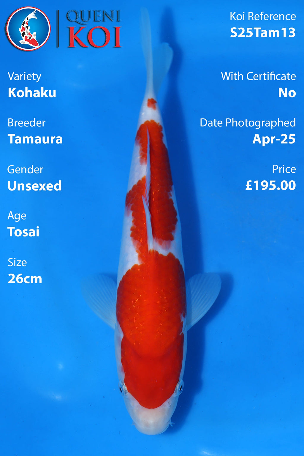Kohaku - S25Tam13