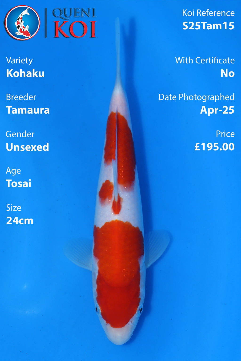 Kohaku - S25Tam15