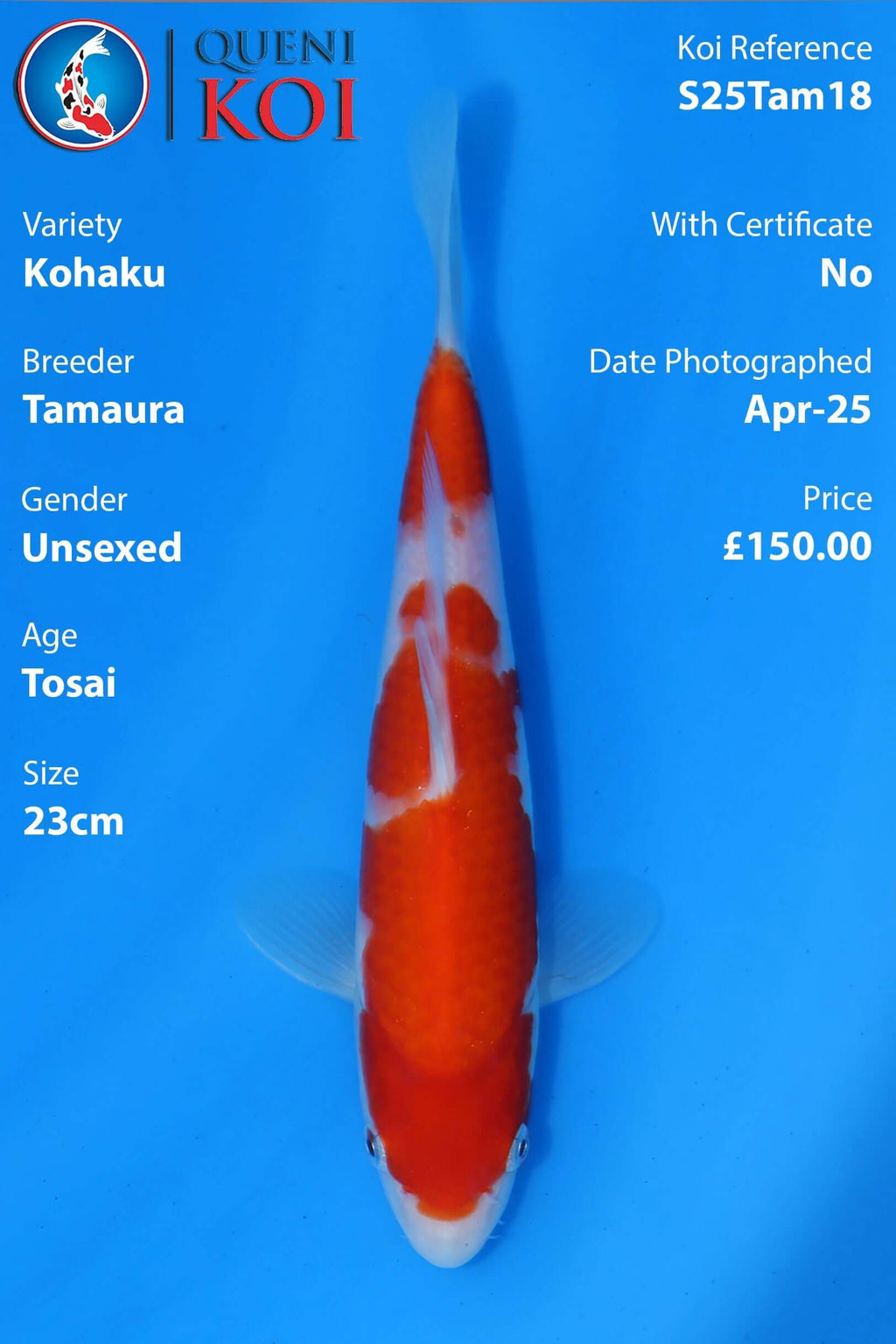Kohaku Koi S25Tam18 unsexed Tosai 23cm koi