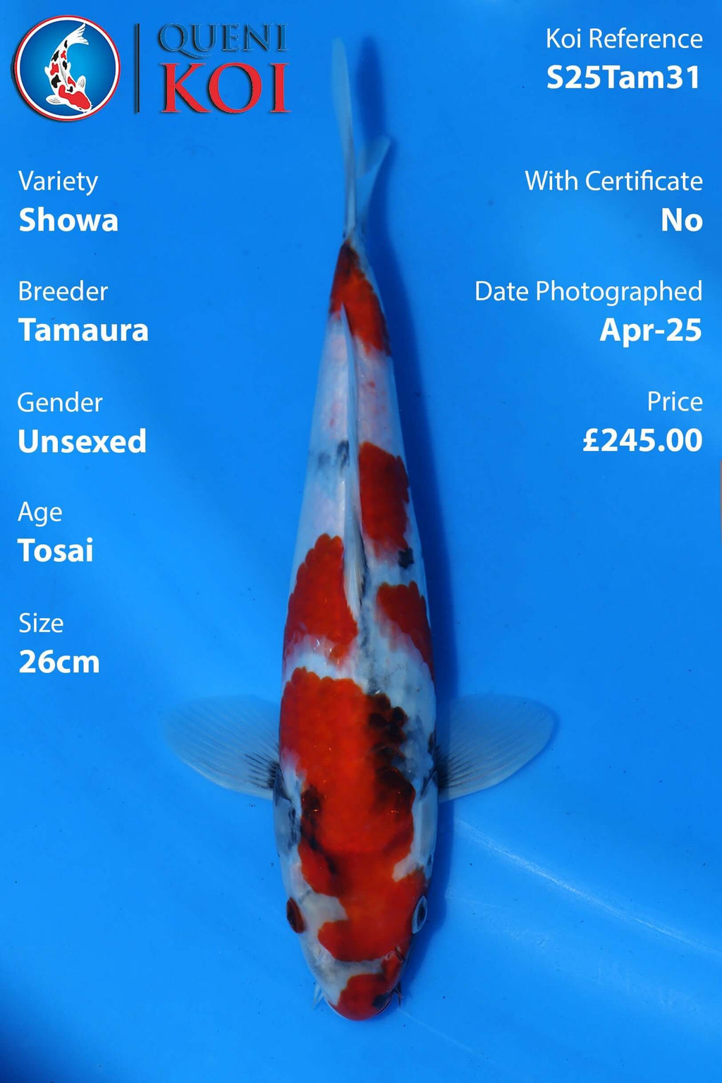 Showa Koi S25Tam31 unsexed Tosai 26cm koi