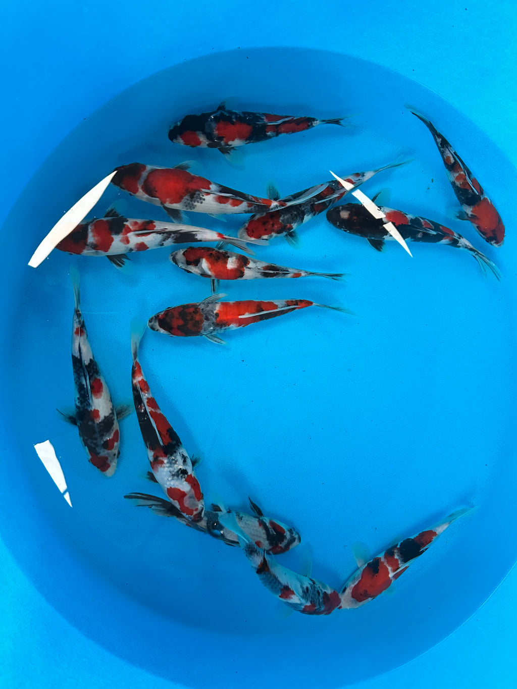 Sekiguchi Tosai Showa - S25SEK