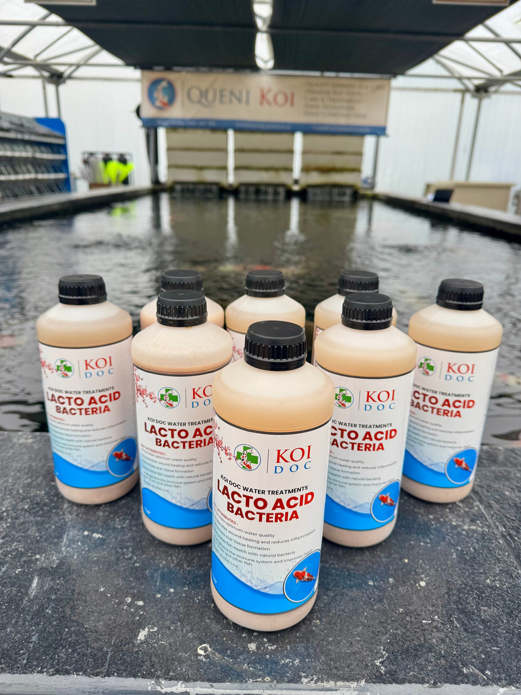 Koi Doc Lacto Acid Bacteria 1 Litre, 5 Litres