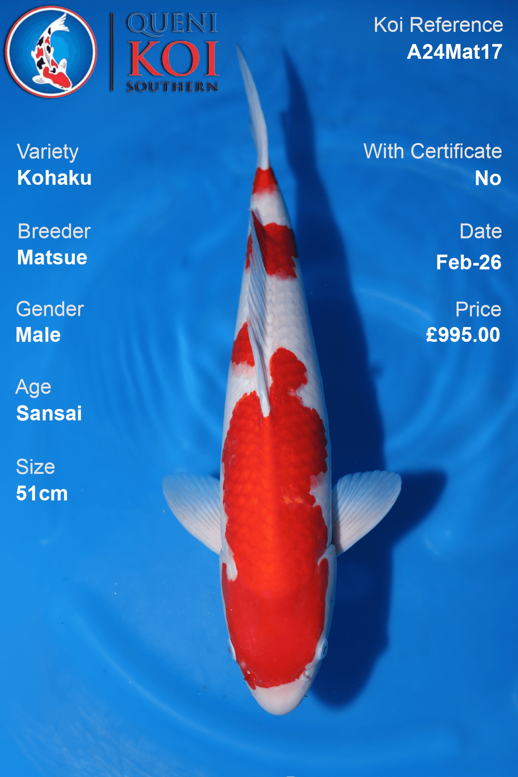 Kohaku Koi A24Mat17 male Sansai 51cm Matsue koi