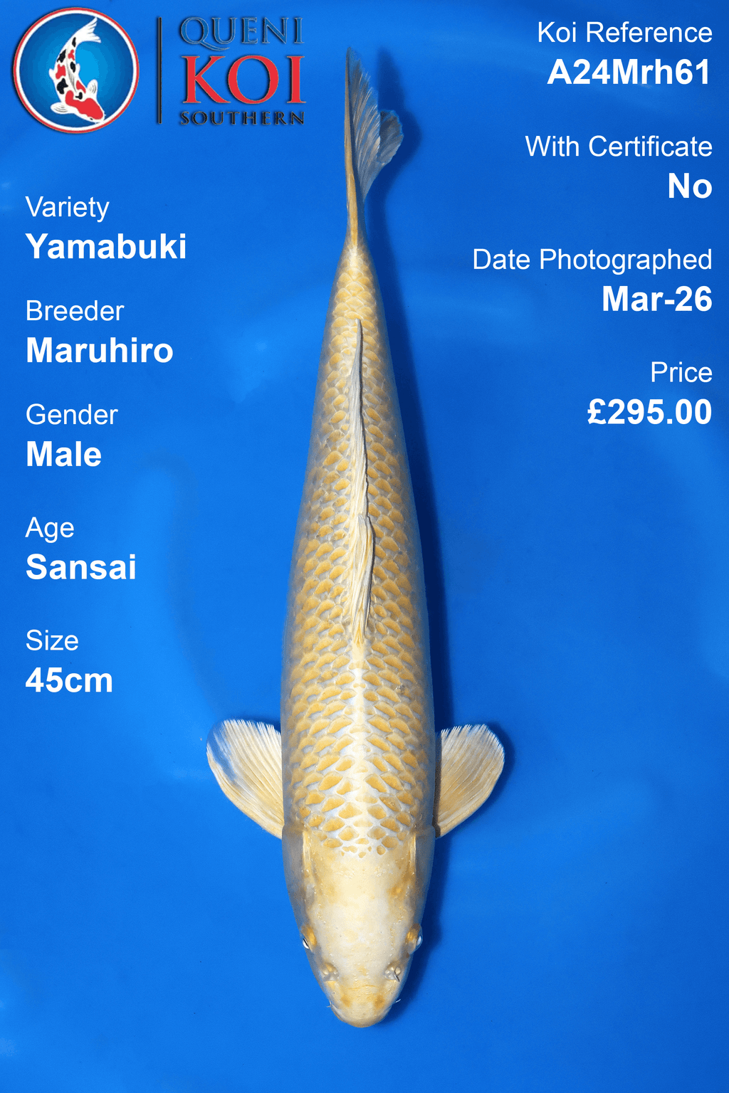 Yamabuki Ogon - A24Mrh61
