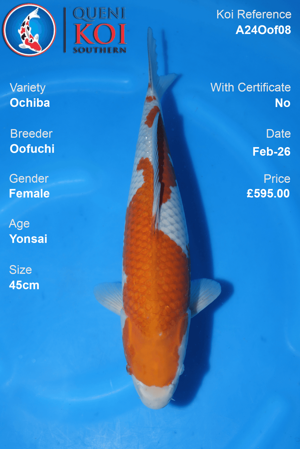Ochiba Koi A24Oof08 female Yonsai 45cm koi