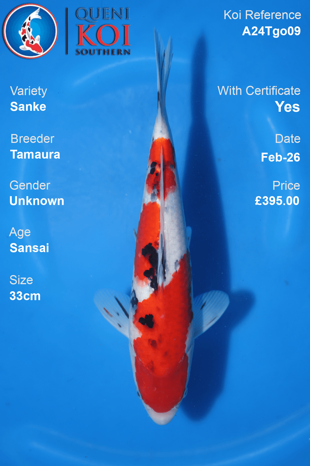 Sanke Koi A24Tgo09 Sansai 33cm Tamaura koi with certificate