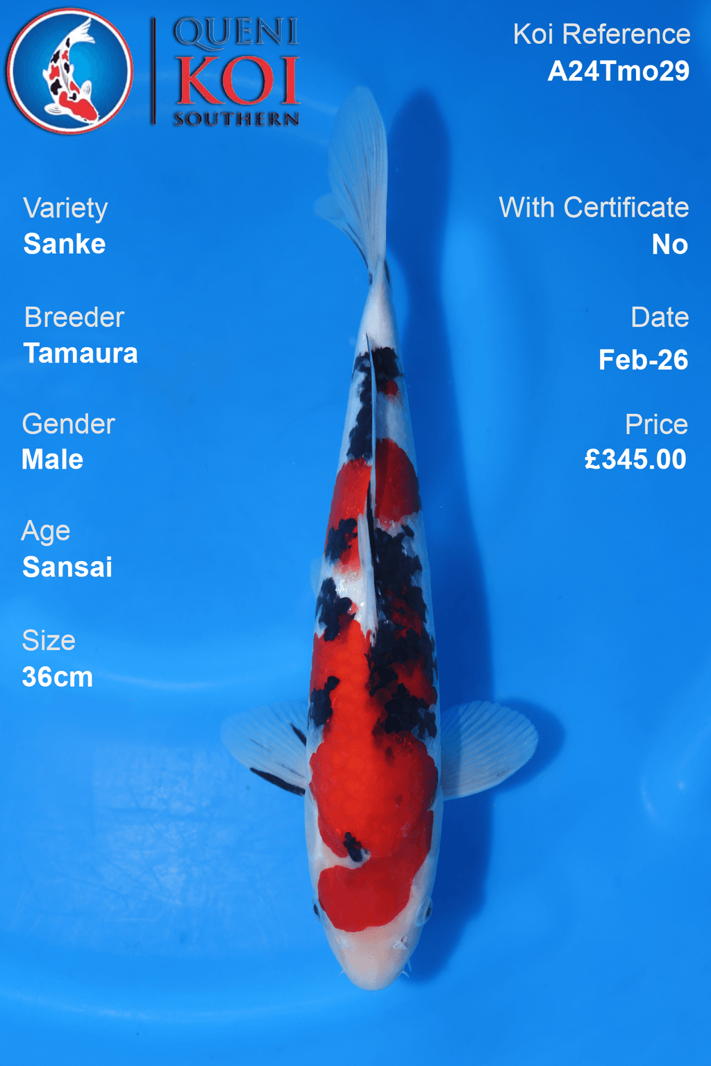 Sanke Koi A24Tmo29 male Sansai 36cm koi