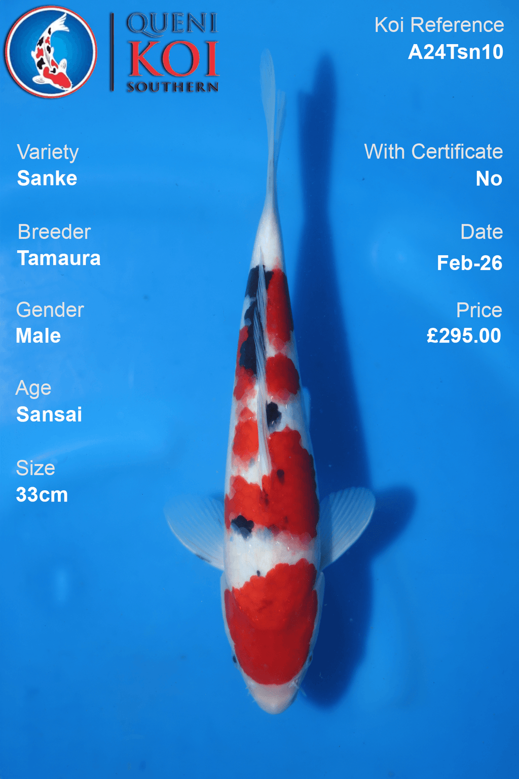 Sanke Koi A24Tsn10 male Sansai 33cm koi