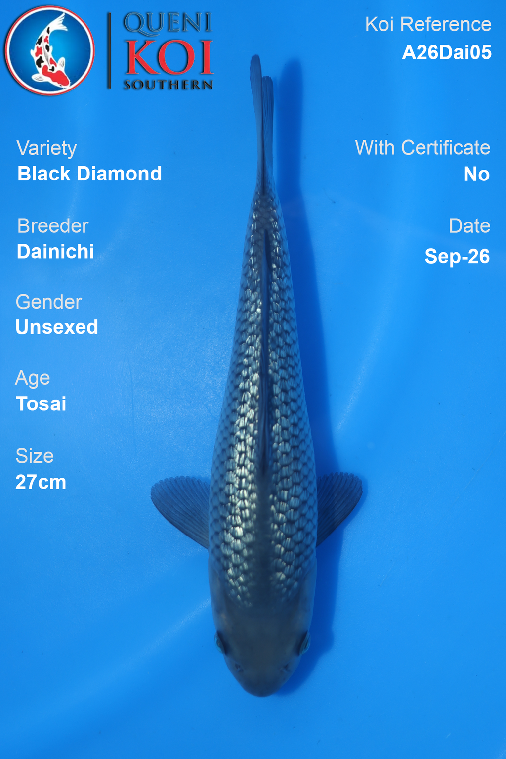 Black Diamond by Dainichi - Tosai - 27cm - A26Dai05