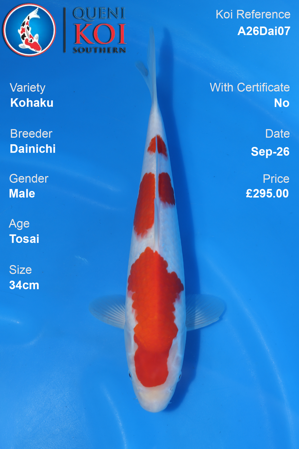 Kohaku by Dainichi - Tosai - 34cm - Male - A26Dai07