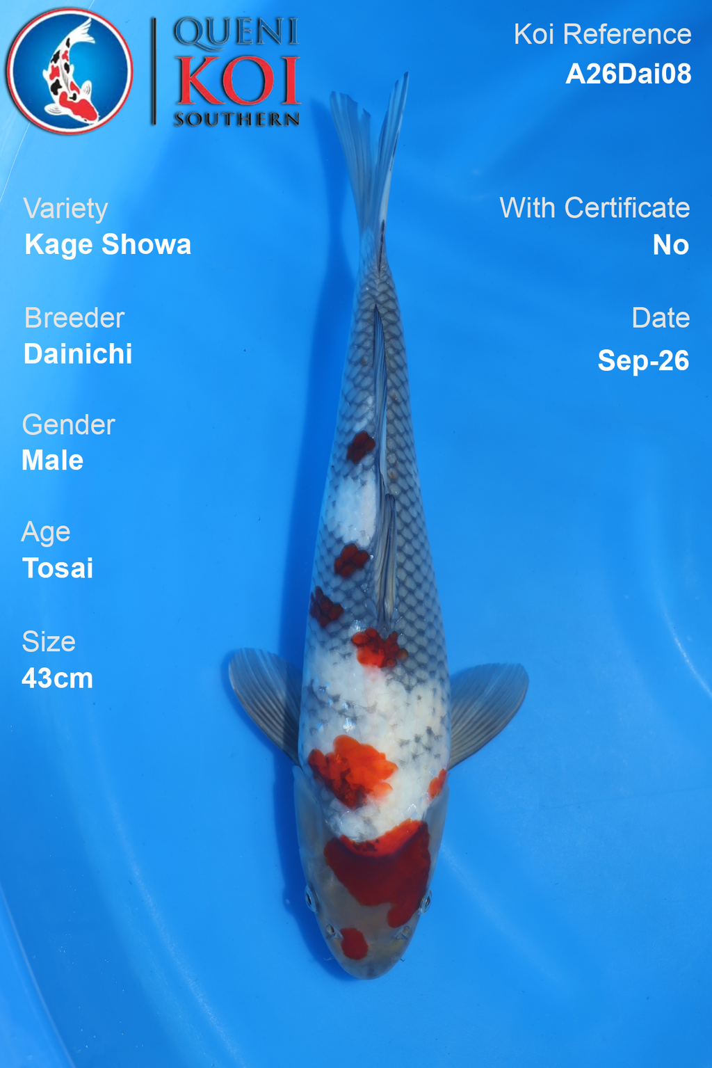 Kage Showa by Dainichi - Tosai - 43cm - Male - A26Dai08