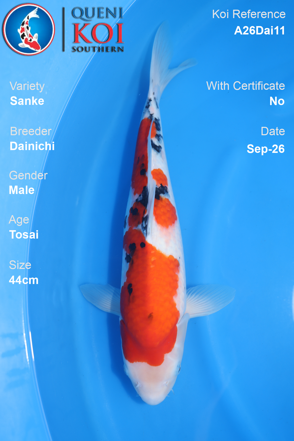 Sanke by Dainichi - Tosai - 44cm - Male - A26Dai11