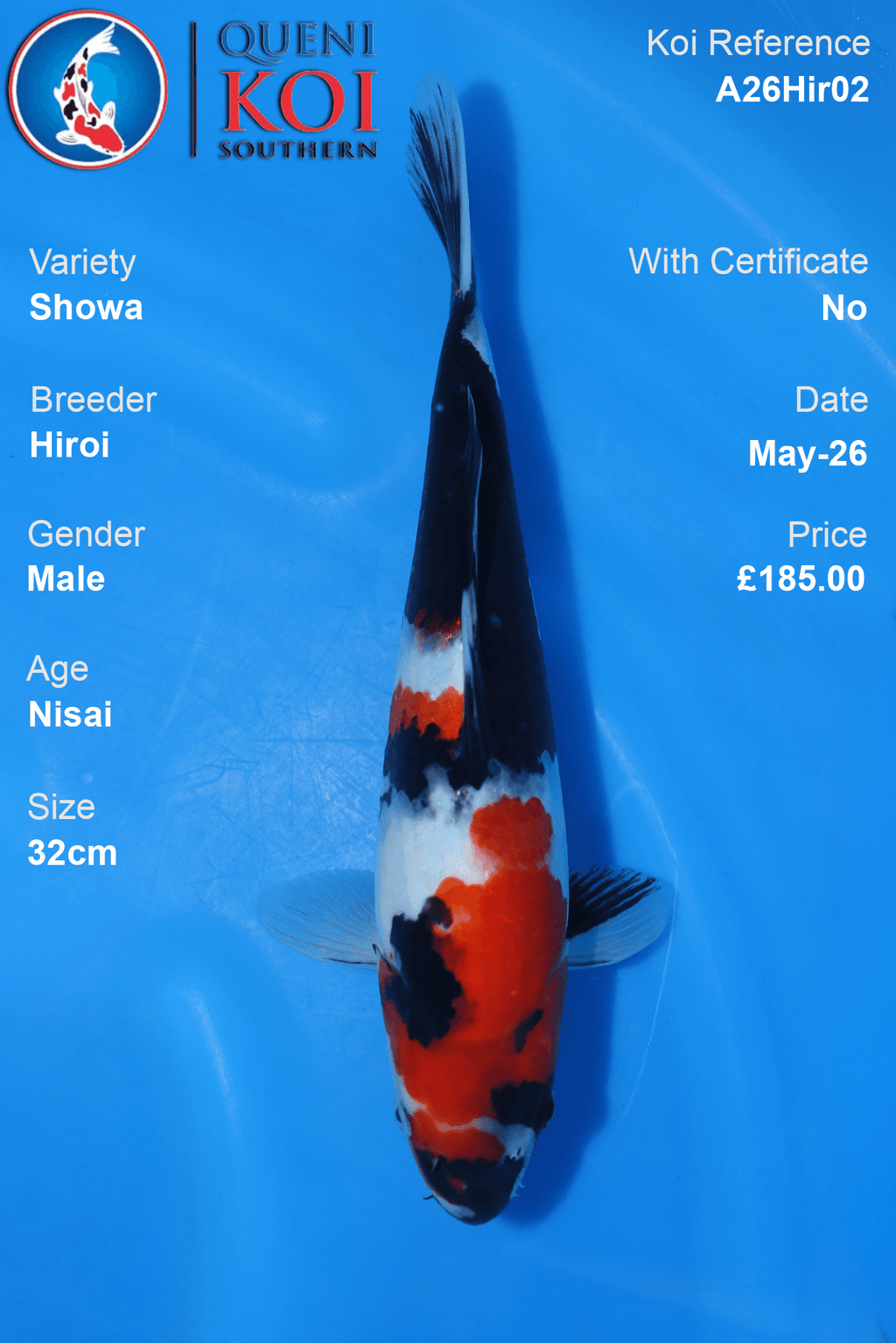 32cm Showa Koi Carp A26Hir02 male Nisai by Hiroi with heavy sumi, warm beni and clean shiroji