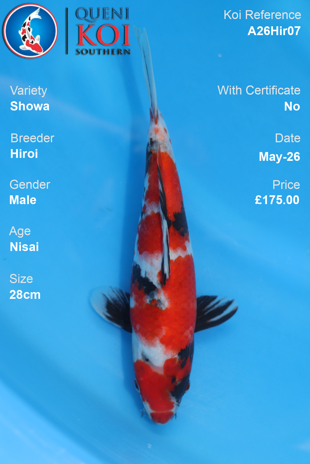Showa Koi Carp A26Hir07 Male 28cm by Hiroi
