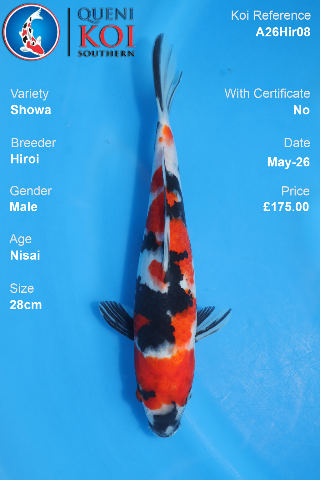 Showa Koi Carp A26Hir08 Male 28cm by Hiroi
