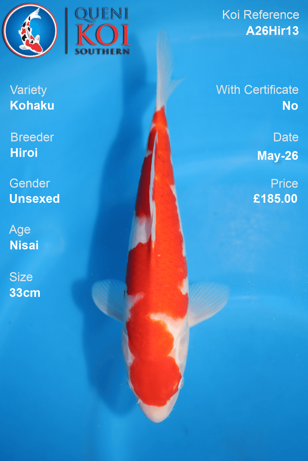 Unsexed Kohaku Koi Carp A26Hir13 33cm Nisai by Hiroi with rich beni and clean shiroji
