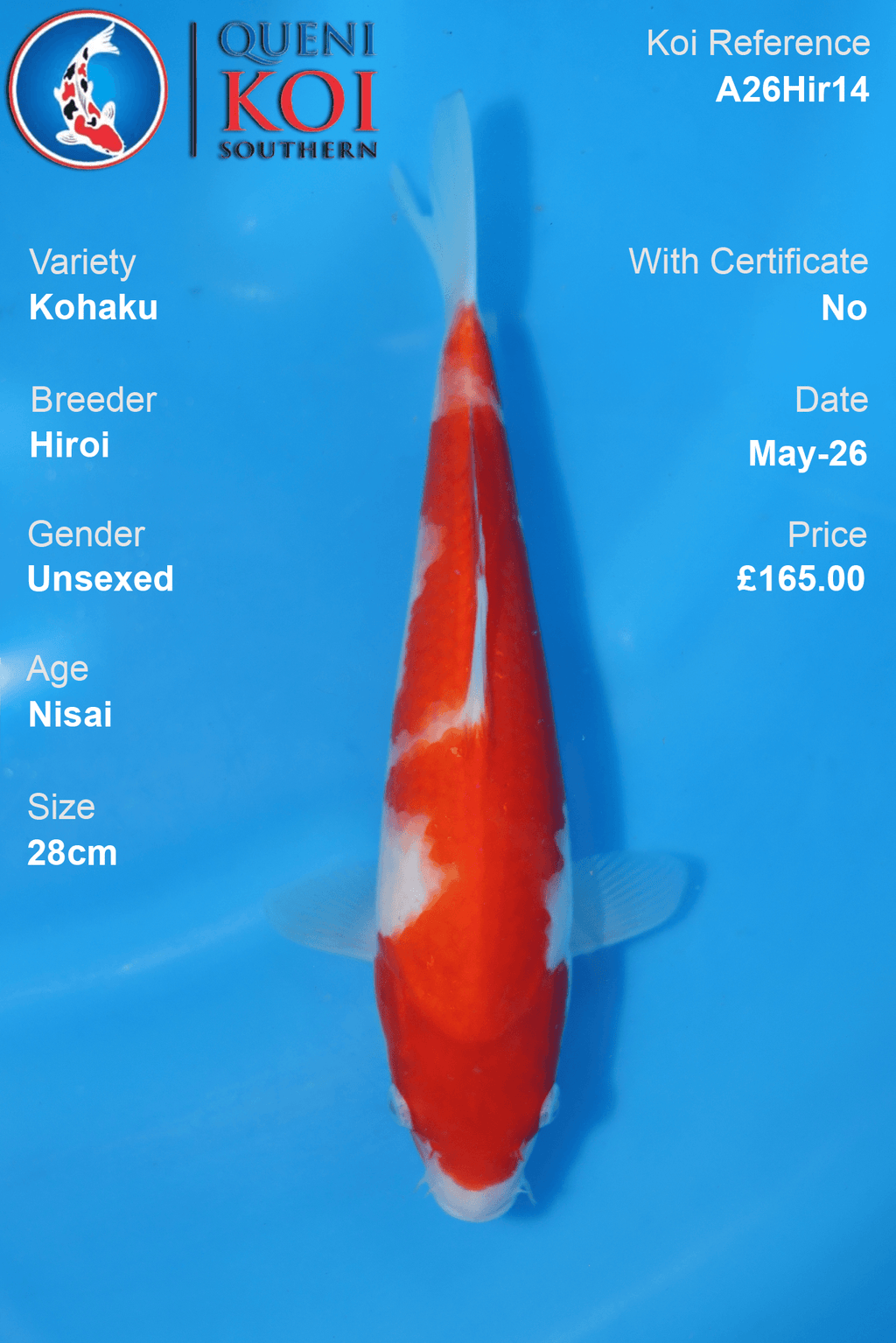 Hiroi Nisai Kohaku Koi Carp A26Hir14 unsexed 28cm with rich beni and bright shiroji