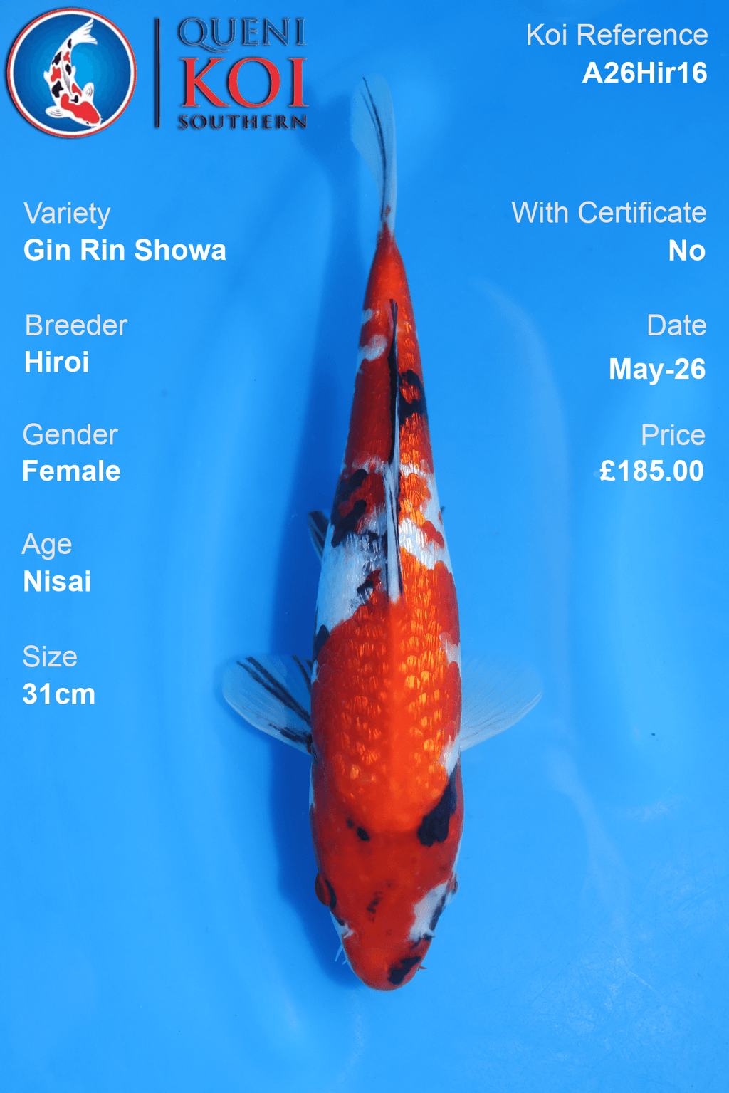 Nisai Gin Rin Showa Koi Carp A26Hir16 female 25cm by Hiroi with beni, sumi, shiroji and sparkling scales
