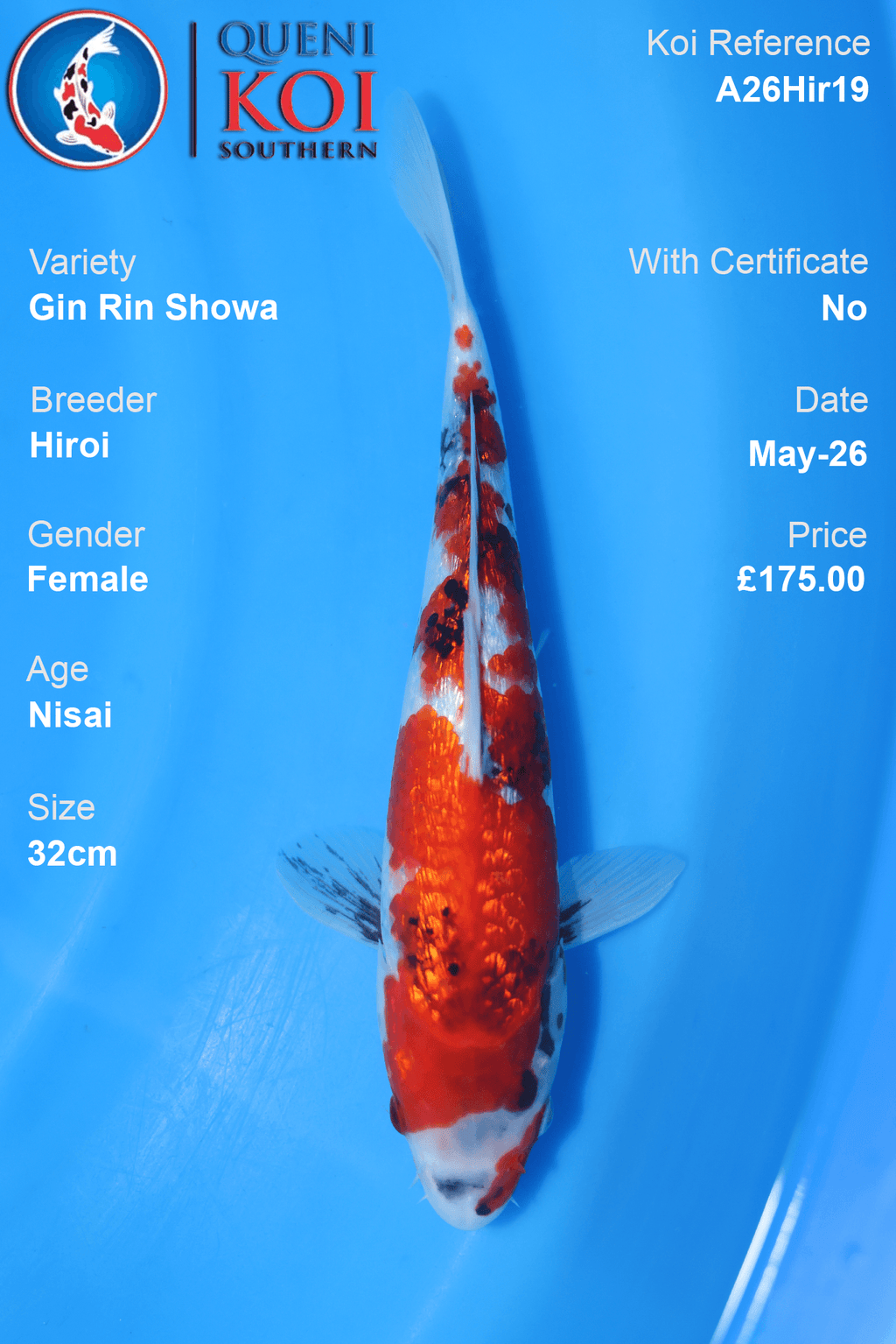 Hiroi Gin Rin Showa Koi Carp A26Hir19 female 32cm Nisai with sparkling scales, beni, sumi and shiroji