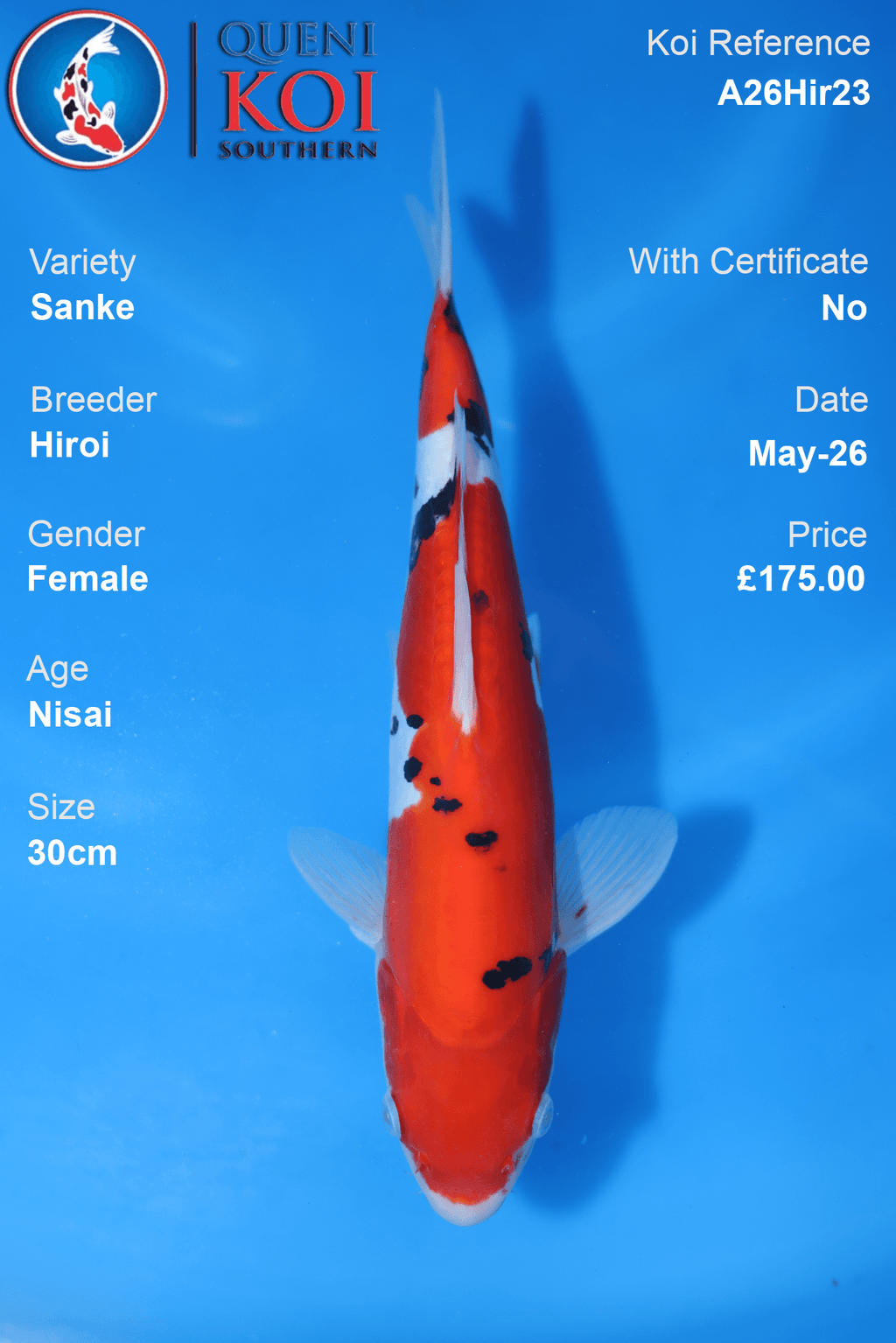 Hiroi Female Sanke Koi Carp A26Hir23 30cm Nisai with beni, sumi and shiroji pattern