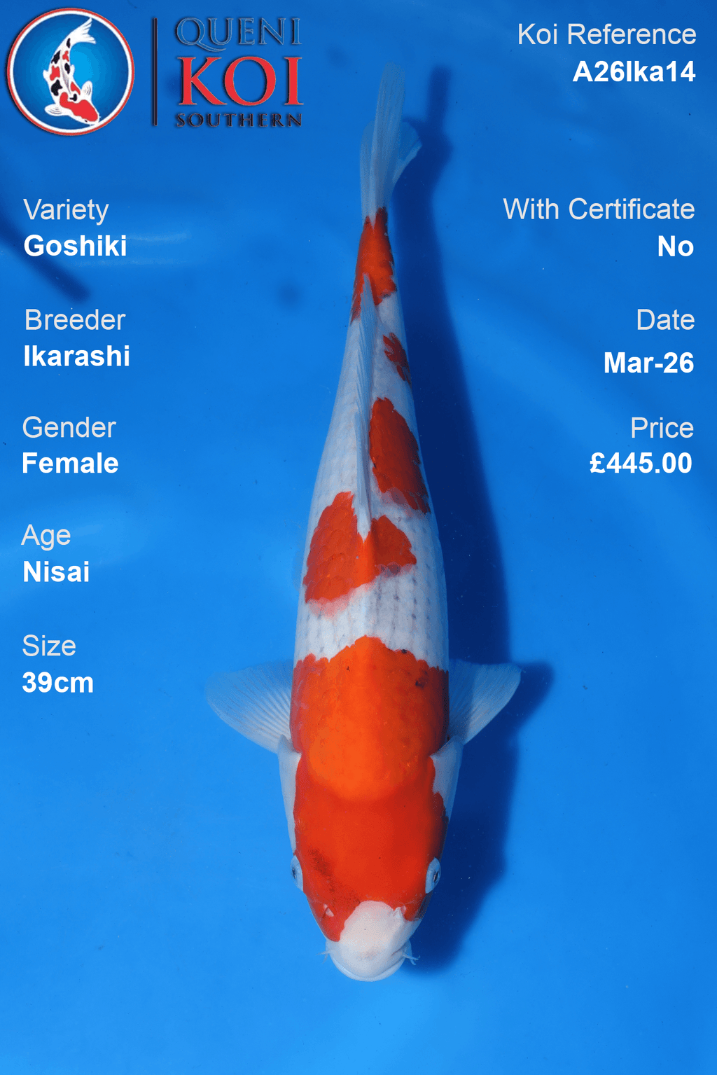 Female Goshiki koi 39cm from Ikarashi, Nisai Japanese koi reference A26Ika14