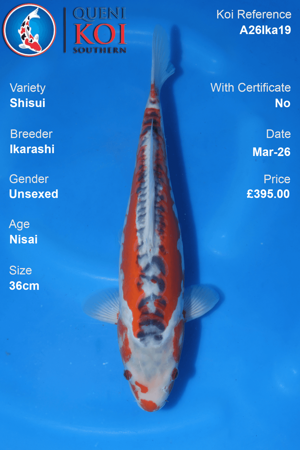 Premium Shisui Koi Fish A26Ika19 showcasing vibrant red markings and blue-grey dorsal scalation, 36cm unsexed Nisai.