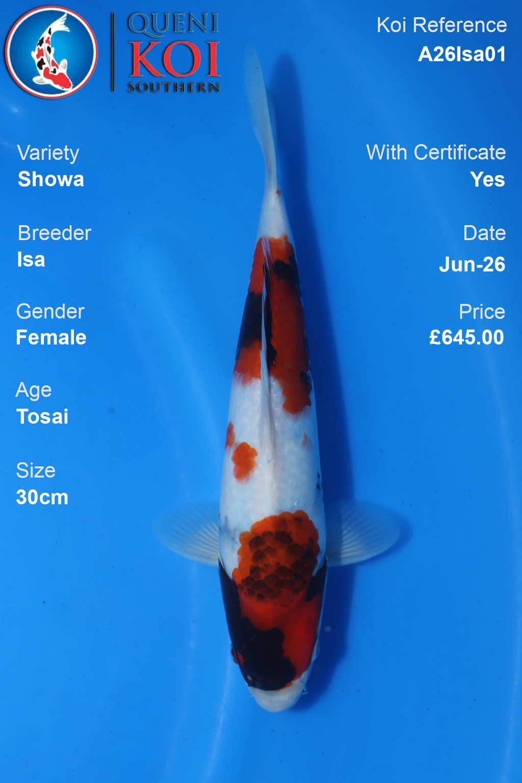 Showa -A26Isa01 Female 30cm Tosai by Isa