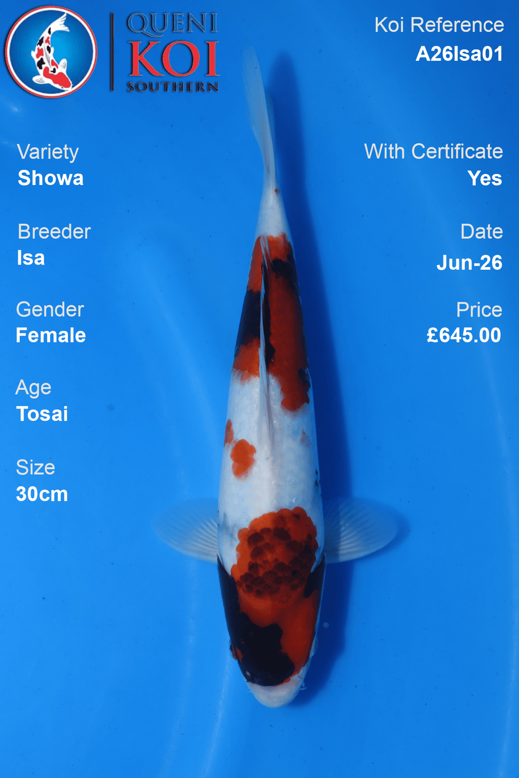 Showa -A26Isa01 Female 30cm Tosai by Isa