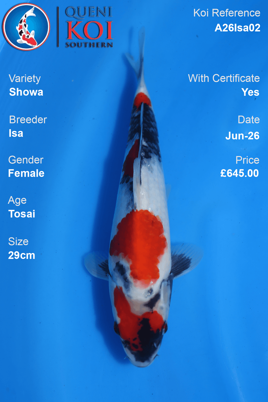 Showa -A26Isa02 Female 29cm Tosai by Isa