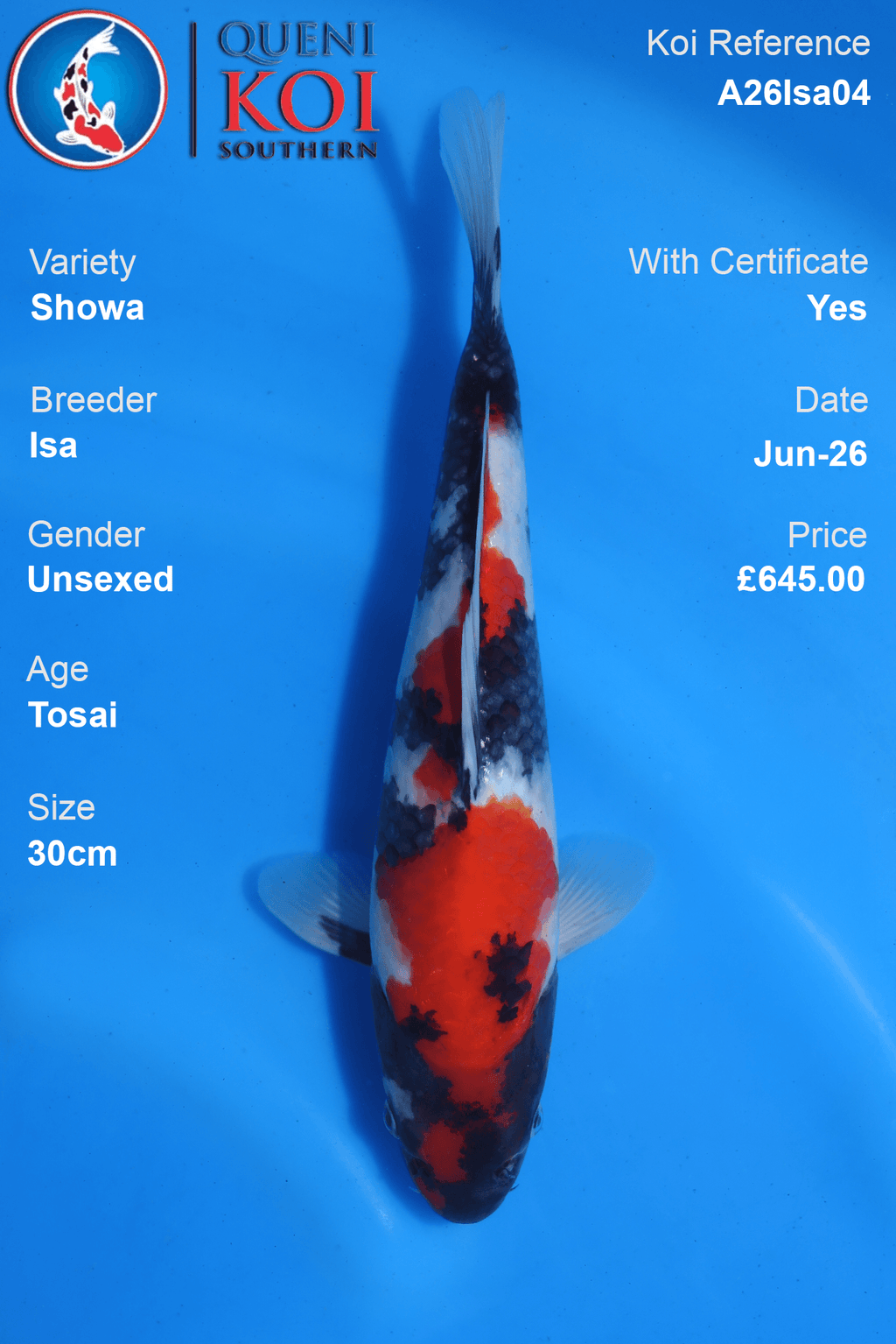 Showa -A26Isa04 Unsexed 30cm Tosai by Isa
