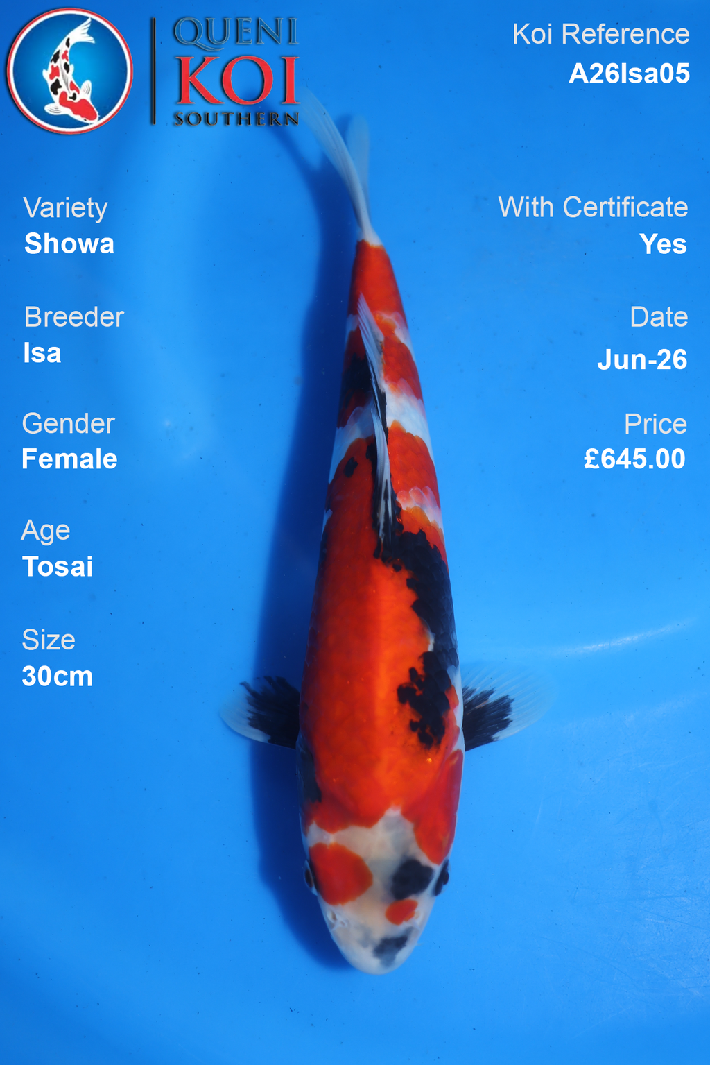Showa -A26Isa05 30cm Female Tosai by Isa