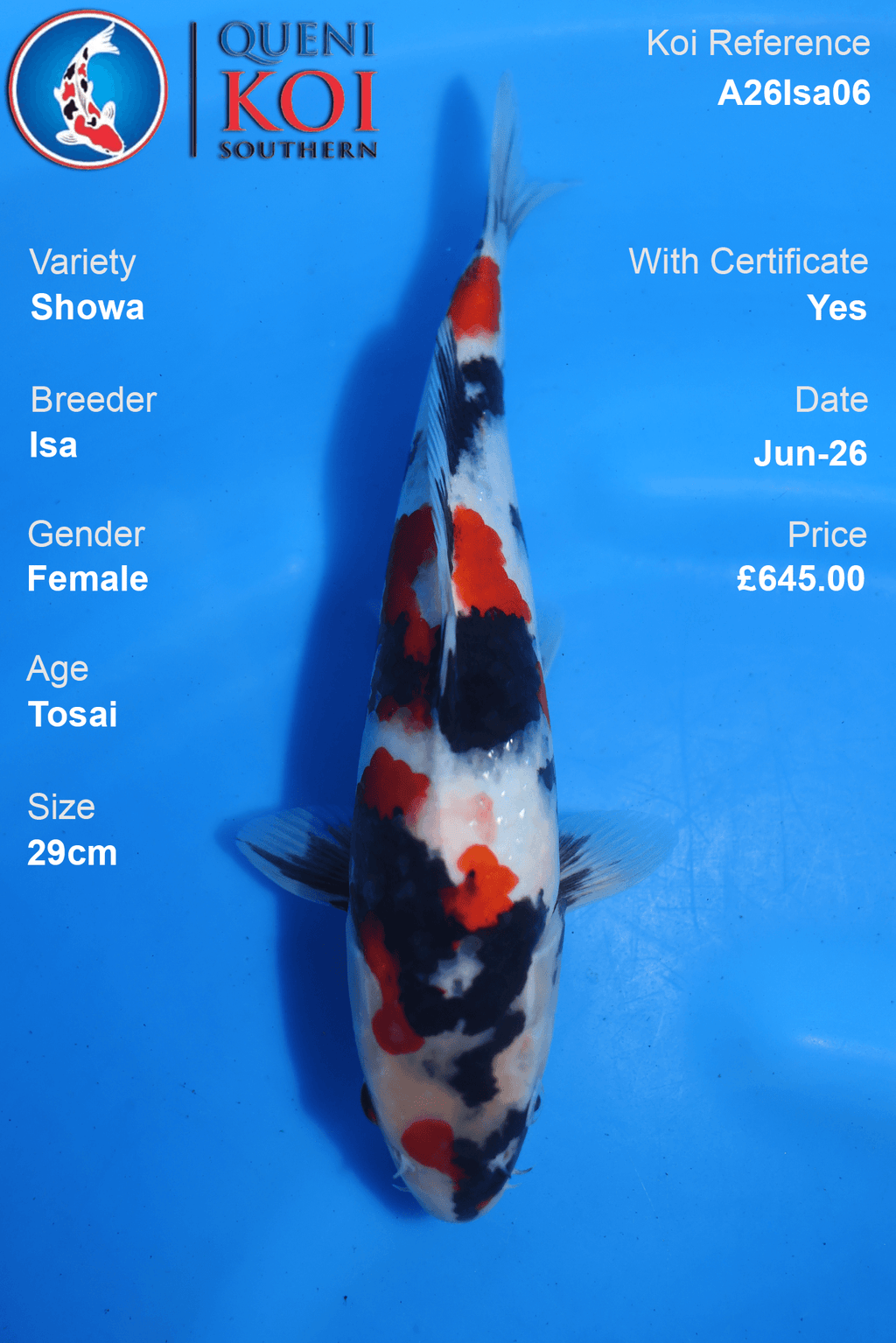 Showa -A26Isa06 29cm Female Tosai by Isa