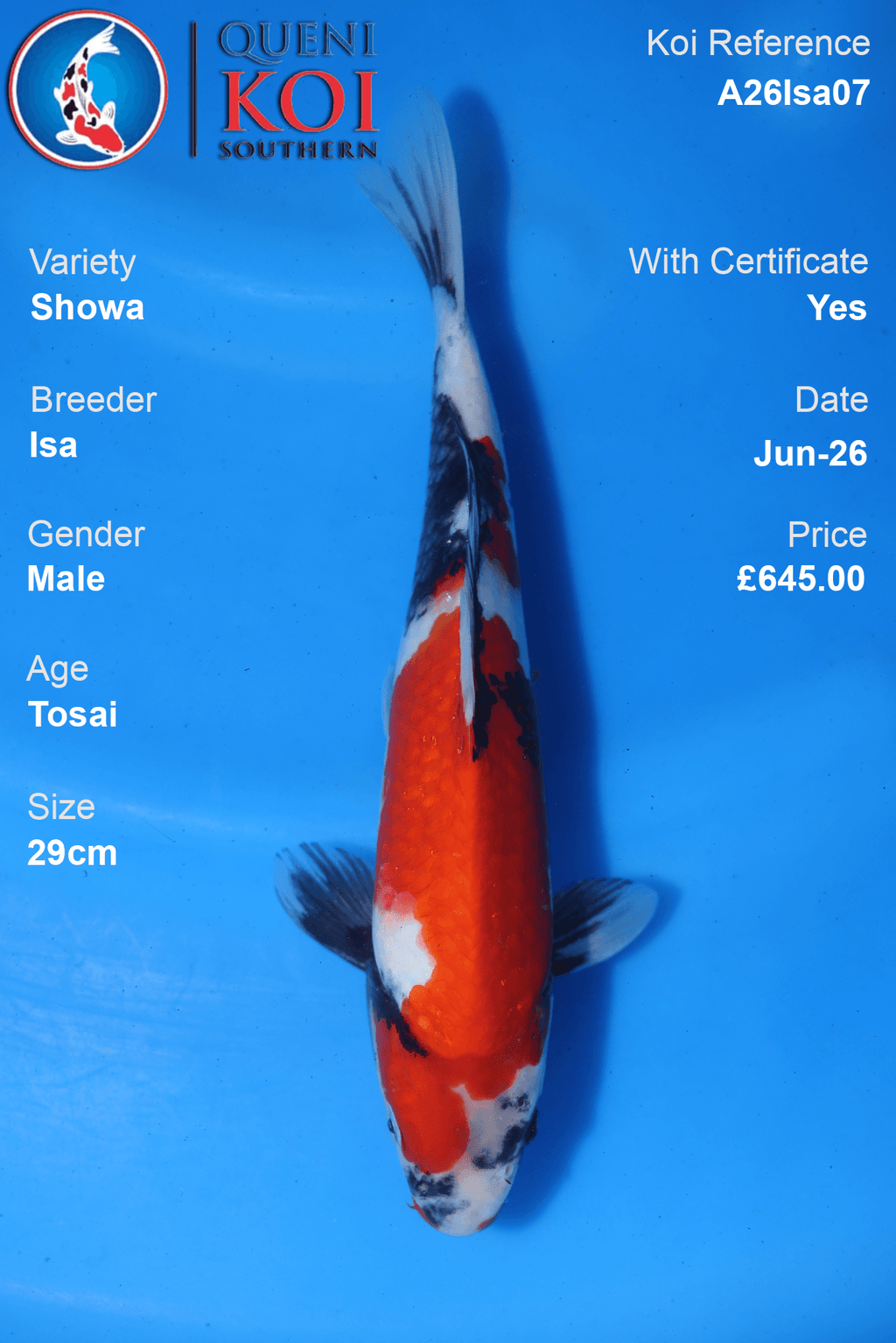 Showa -A26Isa07 29cm Male Tosai by Isa