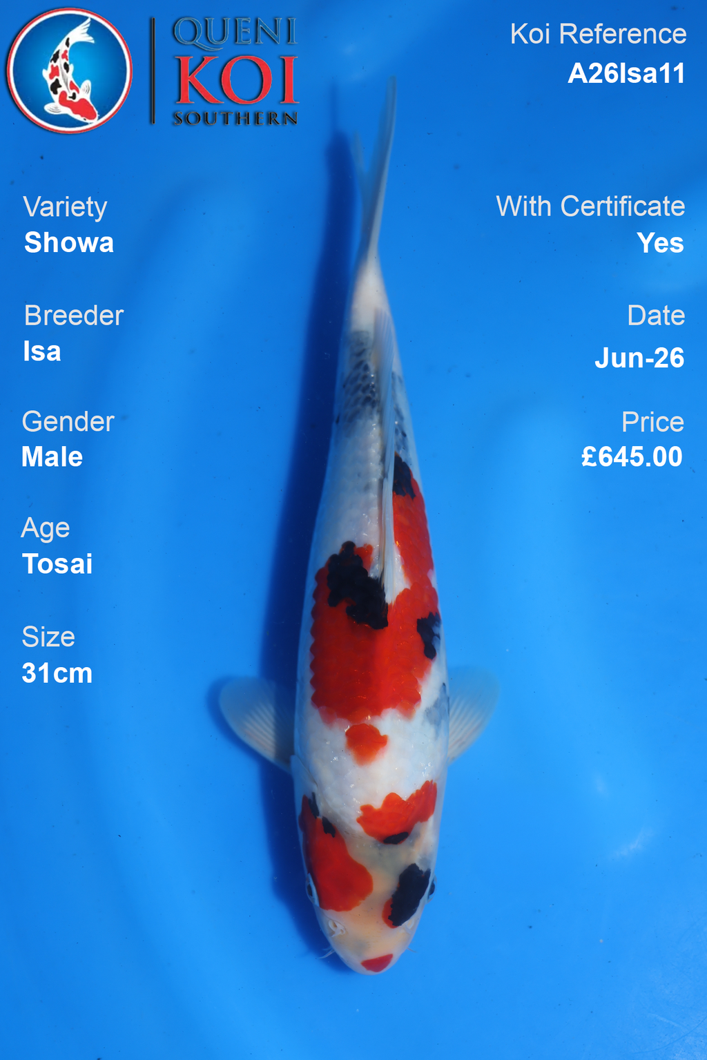 Showa -A26Isa11 31cm Male Tosai by Isa