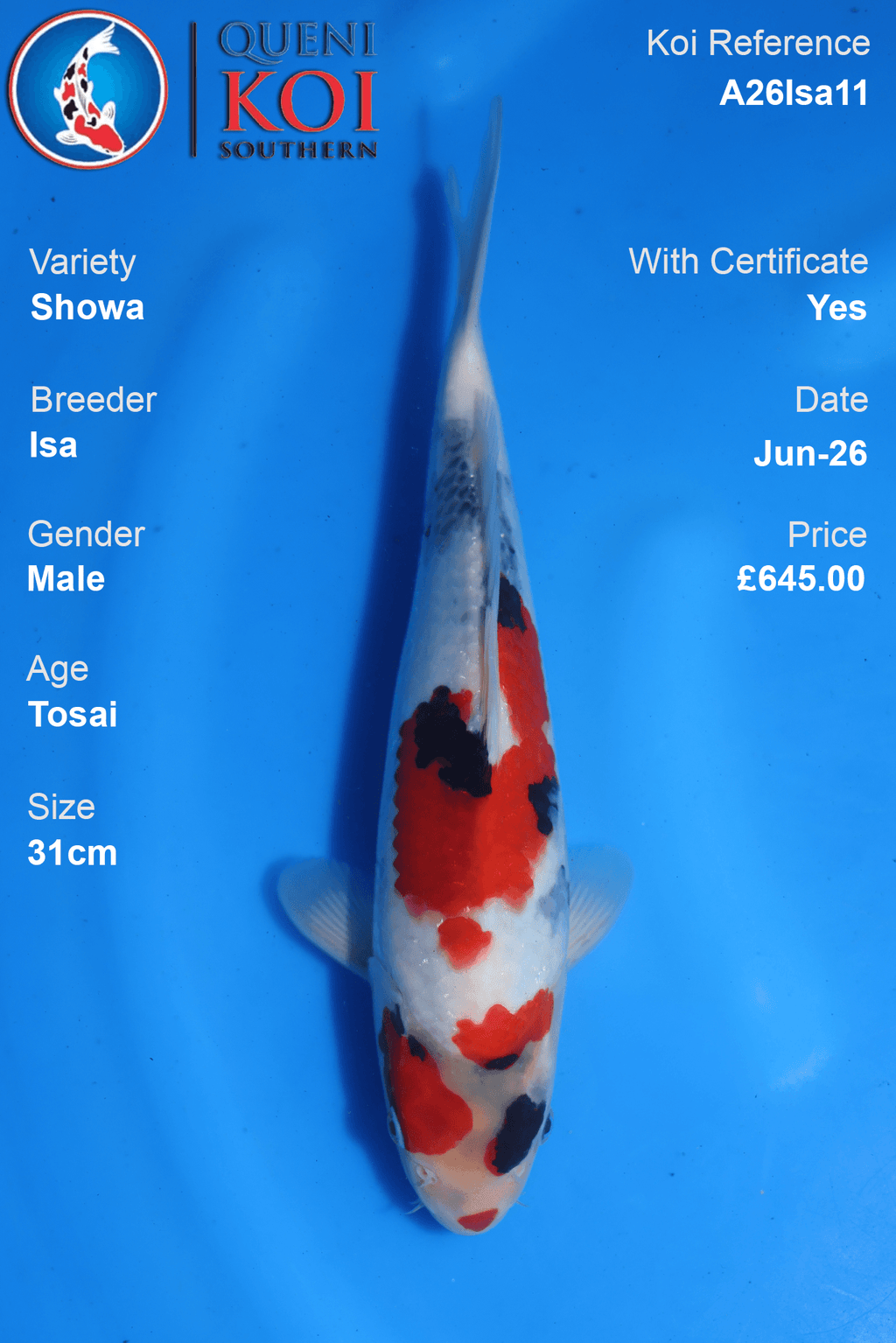 Showa -A26Isa11 31cm Male Tosai by Isa